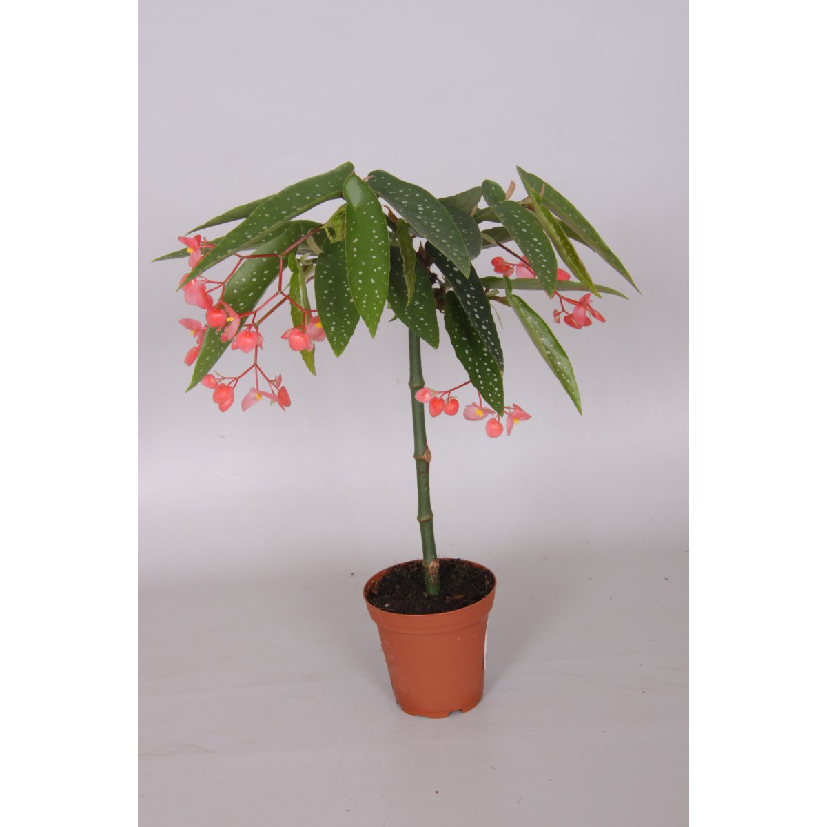   Begonia tamaya ®  Pot de 9 cm h30