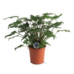   Philodendron 'Xanadu'  Pot de 19 cm h60