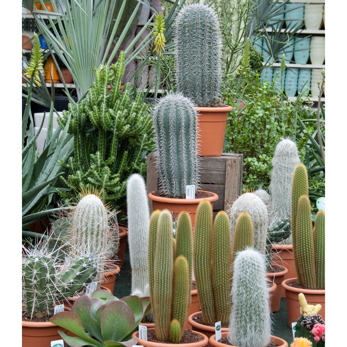   Cactus  21 cm