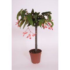   Begonia tamaya  Pot de 12 cm h45