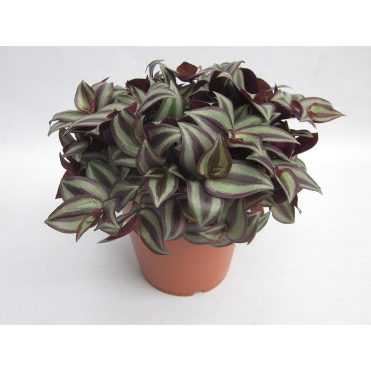 Plante D'intérieur Tradescantia Zebrina (Zèbre) - Pot 12cm, Hauteur ~20cm - Facile D'entretien, Purifie L'air - 11