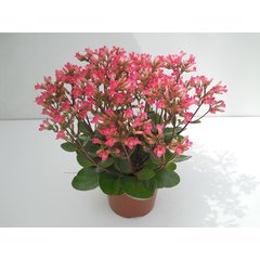   Kalanchoe 'Tiki Bells Rose'  Pot de 12cm h30
