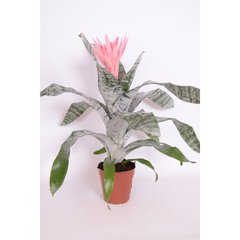   Aechmea fasciata 'Primera XXL'  Pot de 14 cm h65