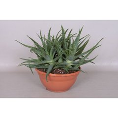   Aloe arborescens  Coupe 27 cm h60