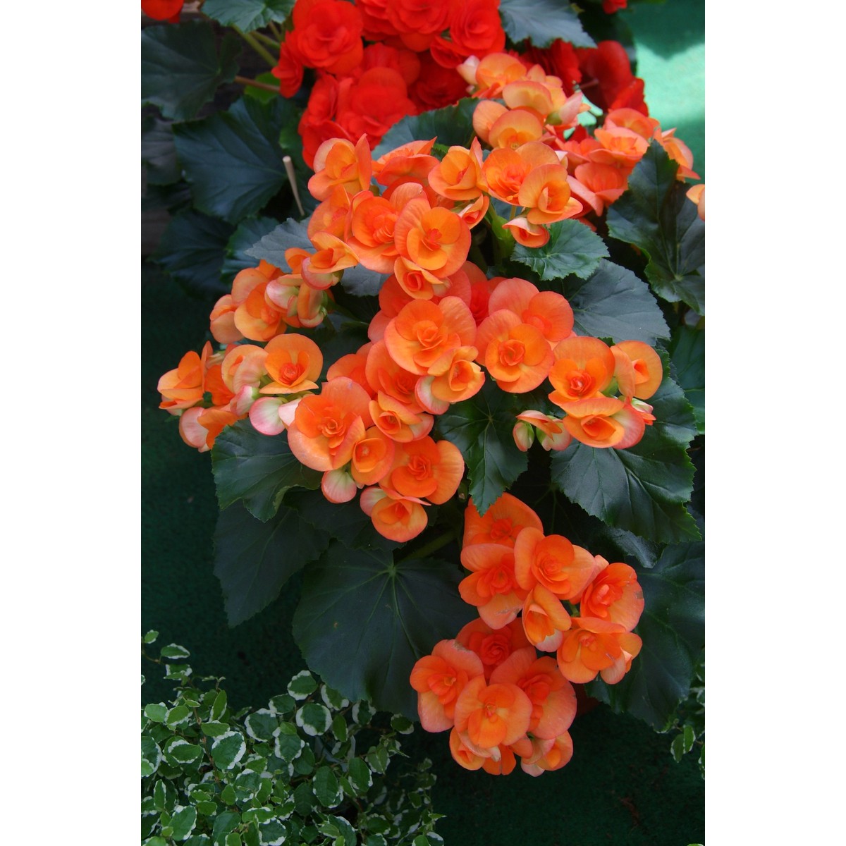 Schilliger Production  Begonia Elatior  Pot de 13 cm