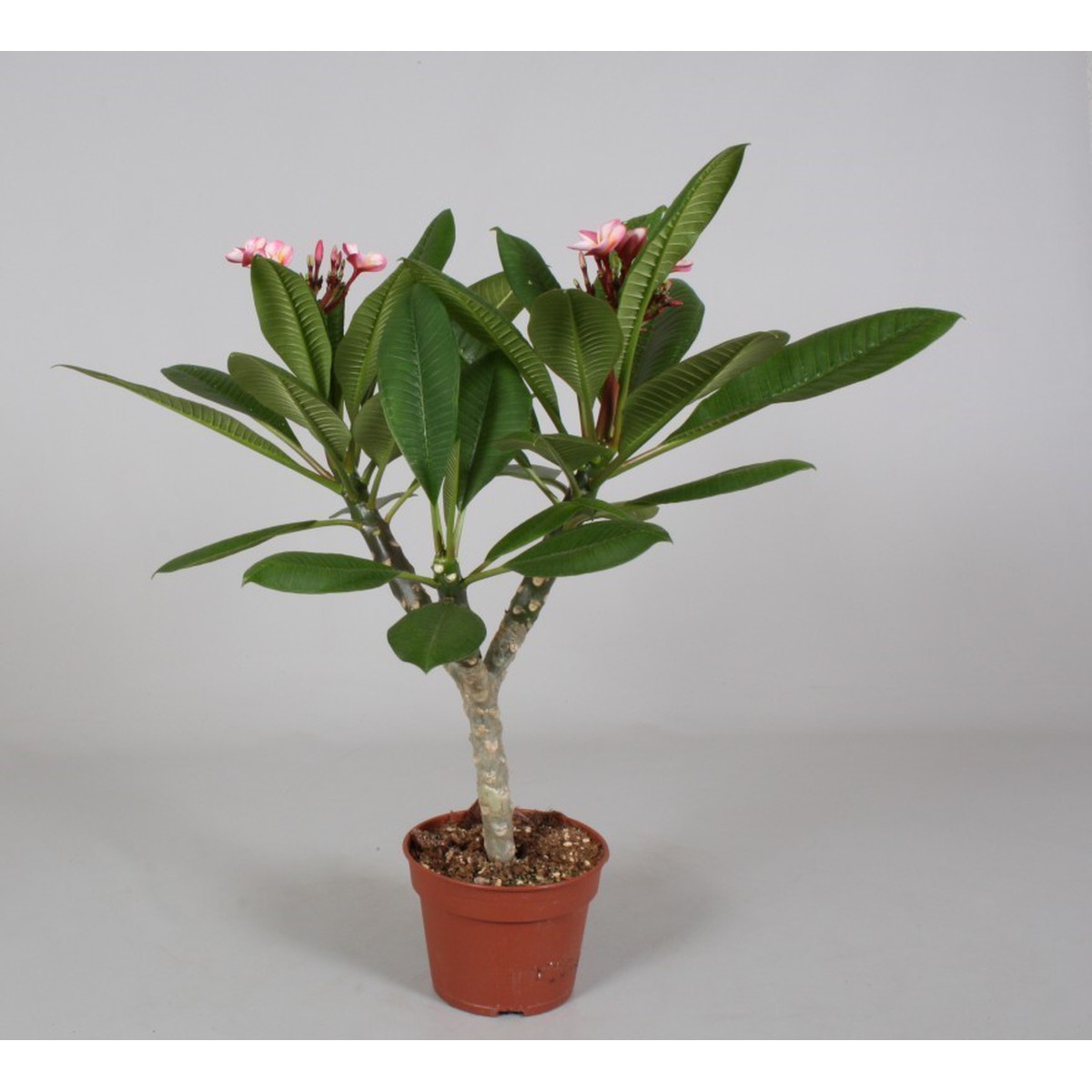 Fleuries, Plumeria Pot 17 cm h70 | Schilliger