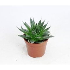   Aloe aristata  Pot de 8.5 cm