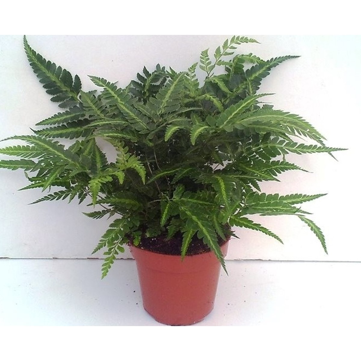 Slection, Rumohra variegata Pot de 12 cm h30 | Schilliger