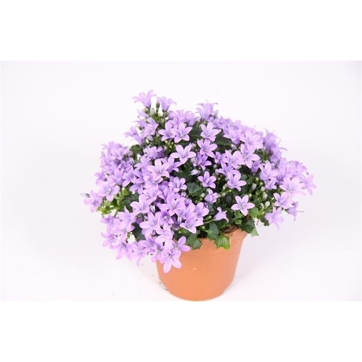   Campanula 'Addenda'  Pot de 10.5 cm