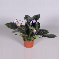   Streptocarpus purpelina  Pot de 13 cm