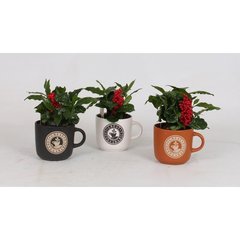   Coffea arabica  Pot 12 cm h25 Tasse