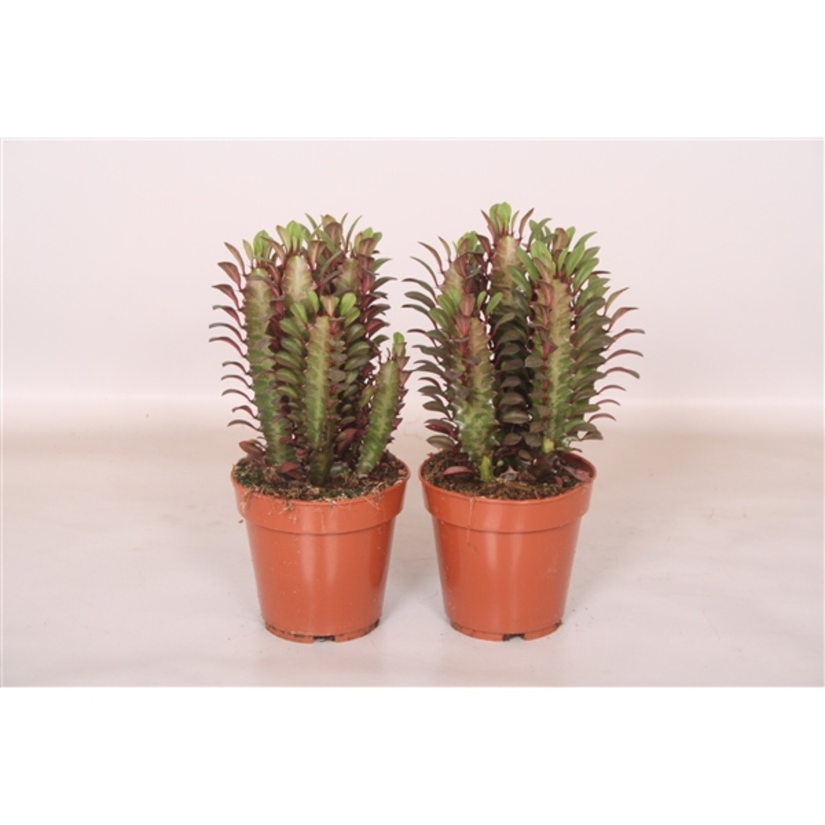   Euphorbia trigona 'Rubra'  Pot 12 cm