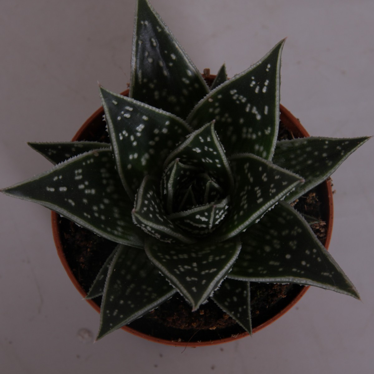   Aloe 'Tiki'  Pot 12 cm
