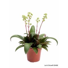   Crassula orbicularis 'Rosularis'  Pot de 10.5 cm
