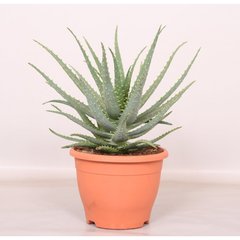   Aloe arborescens  Pot de 20cm h35