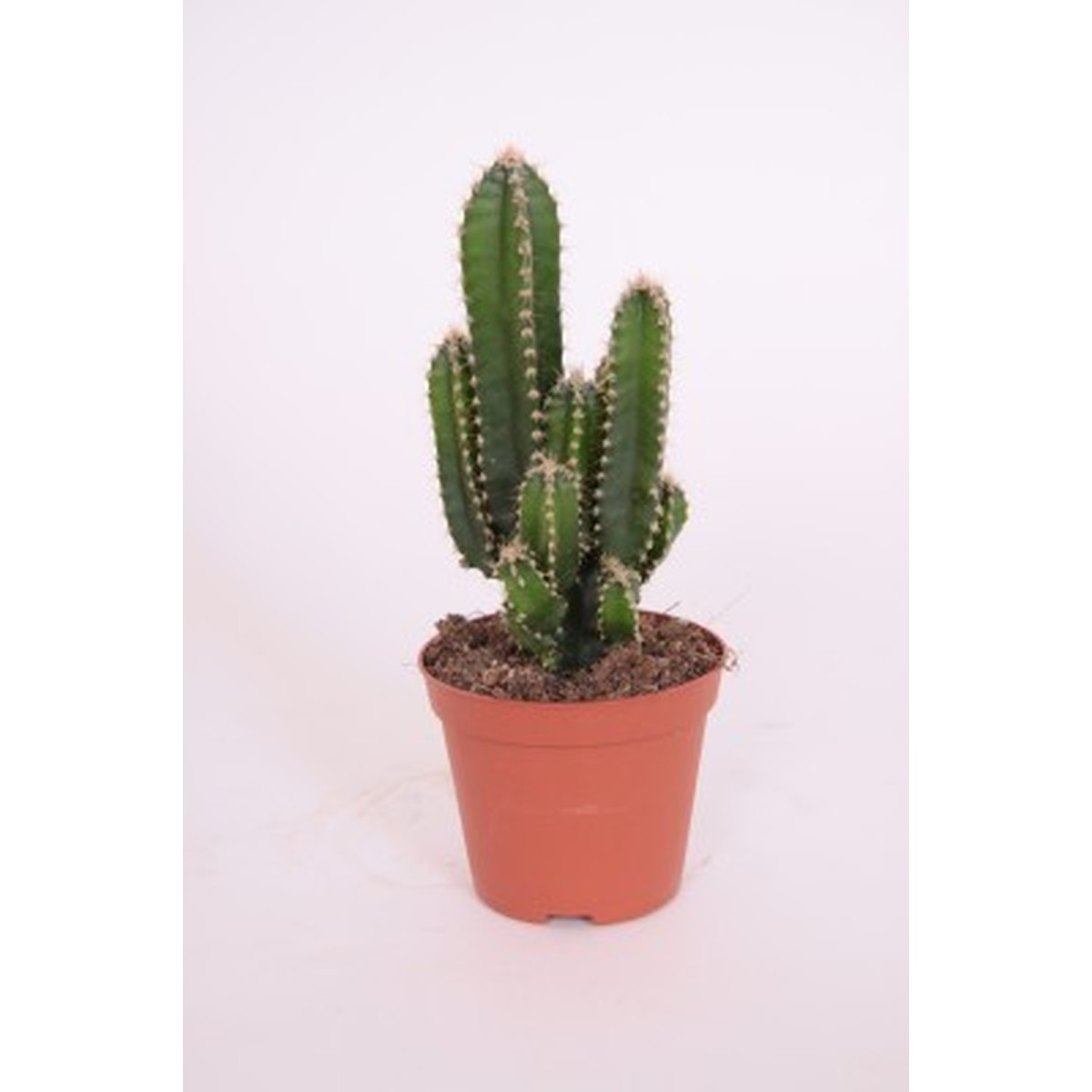   Cereus peruvianus 'Florida'  Pot 8.5 cm