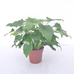   Philodendron 'Little Hope'  Pot 12 cm