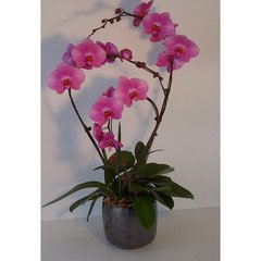   Phalaenopsis Prestige  3 tiges avec contenant