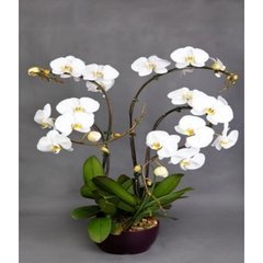   Phalaenopsis Prestige  4 tiges avec contenant