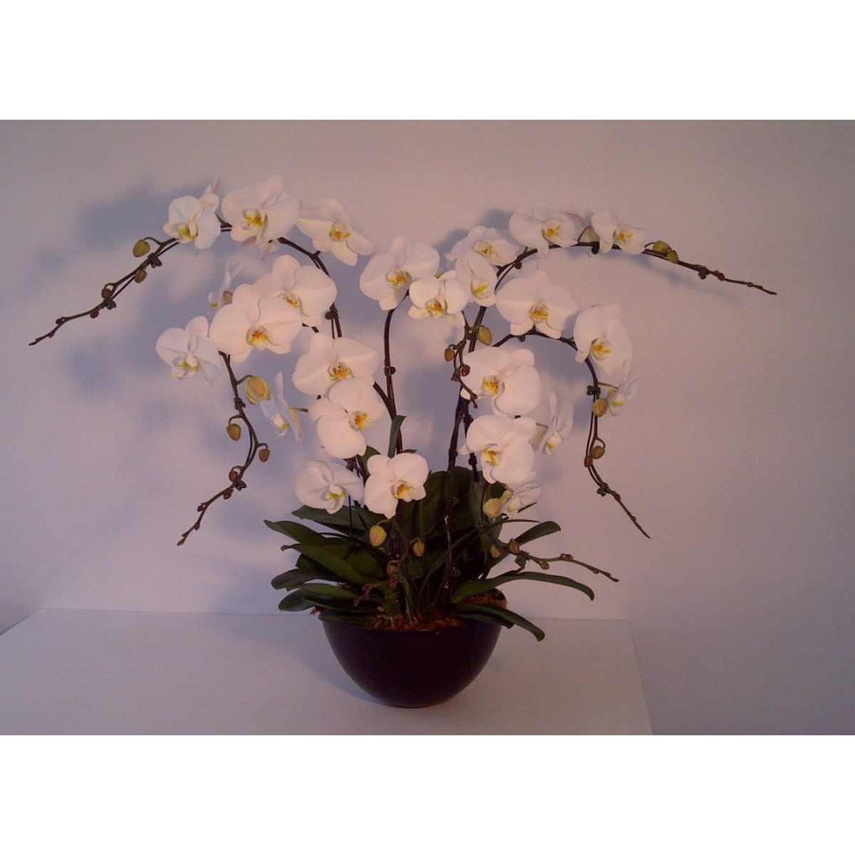   Phalaenopsis Prestige  7 tiges avec contenant