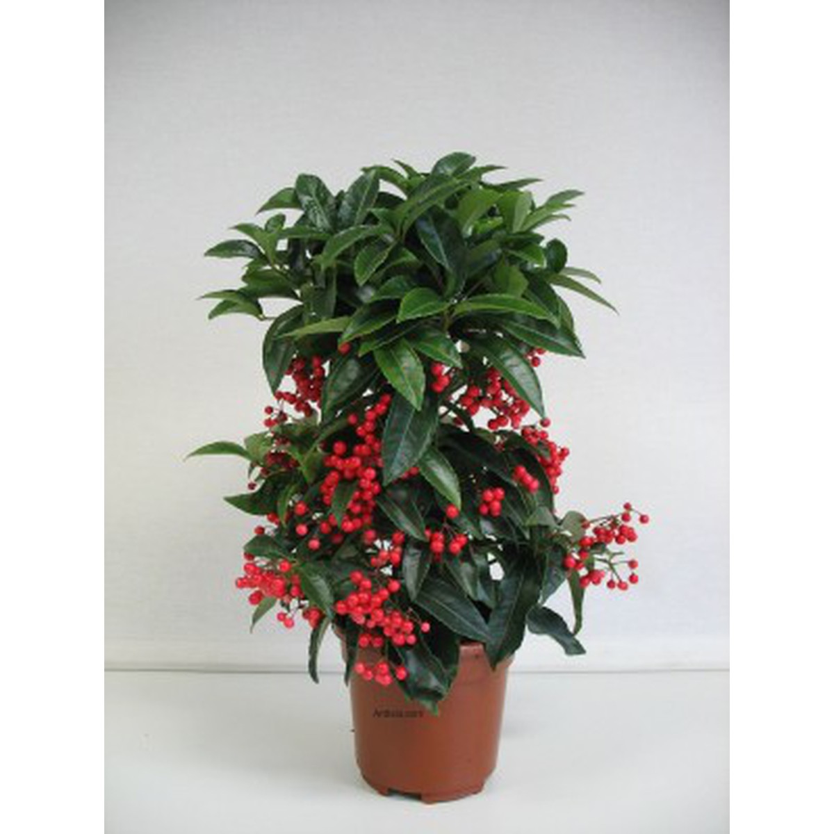   Ardisia crenata  Pot de 14 cm h40
