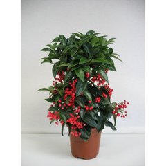   Ardisia crenata  Pot de 14 cm h40