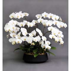   Phalaenopsis Prestige  11 tiges avec contenant