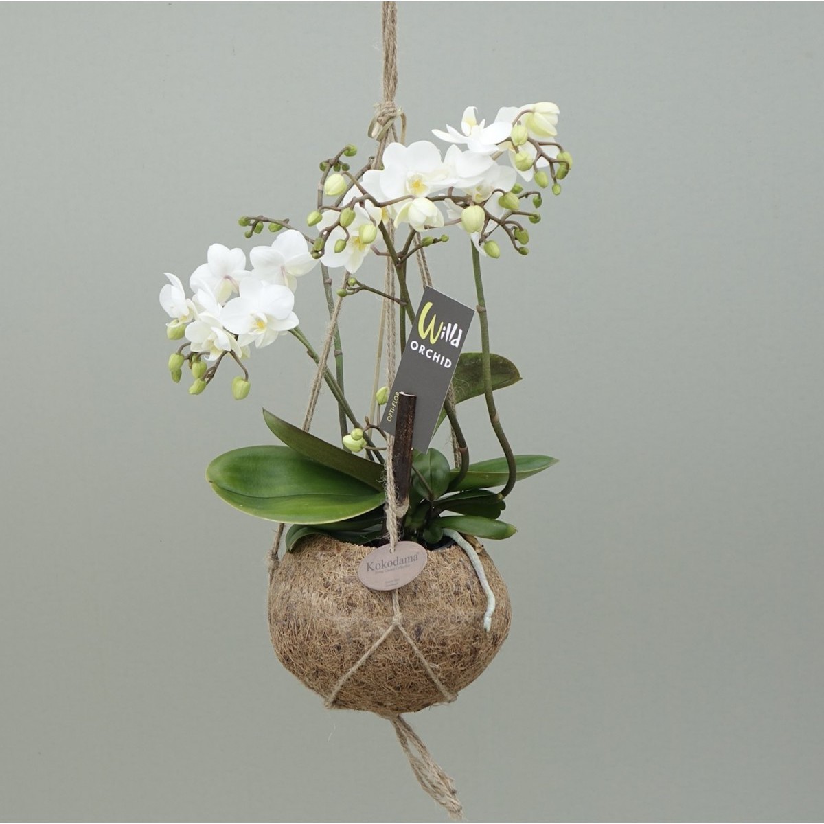   Kokodama - Phalaenopsis  Pot 15 cm