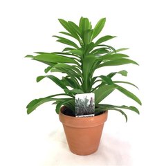   Euphorbia neriifolia  Pot terre cuite 12cm h37