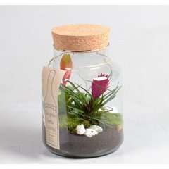   Bromelia bouteille  h.25 cm