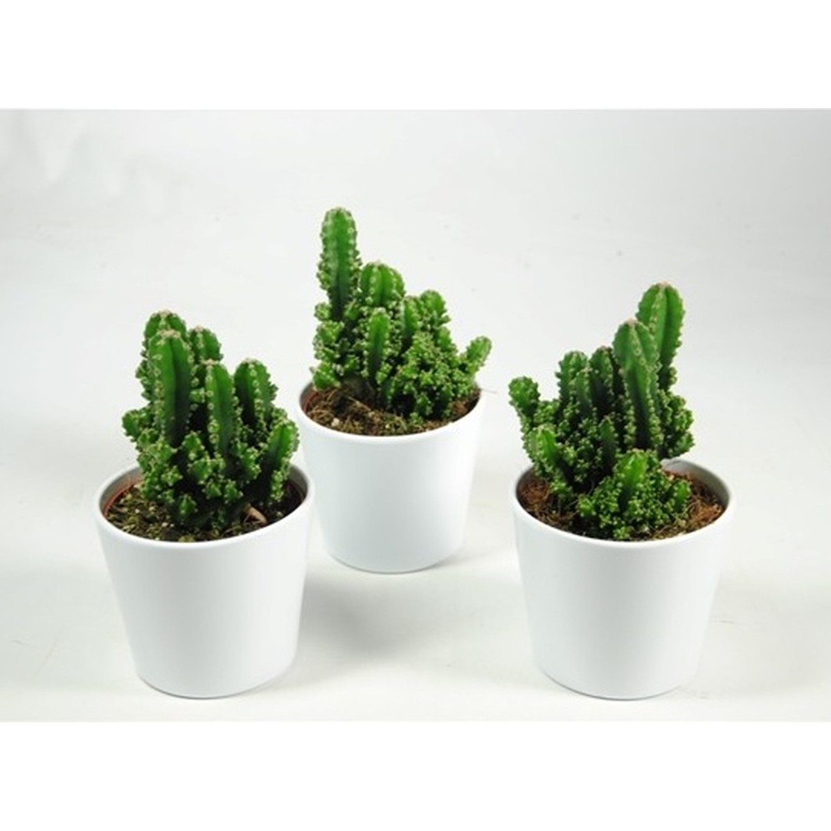   Cereus peruvianus 'Paolino'  Cache-pot de 12 cm