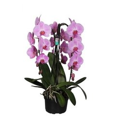   Phalaenopsis 'Crown'  Pot 21 cm h60