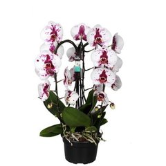   Phalaenopsis 'Crown'  Pot 21 cm h60