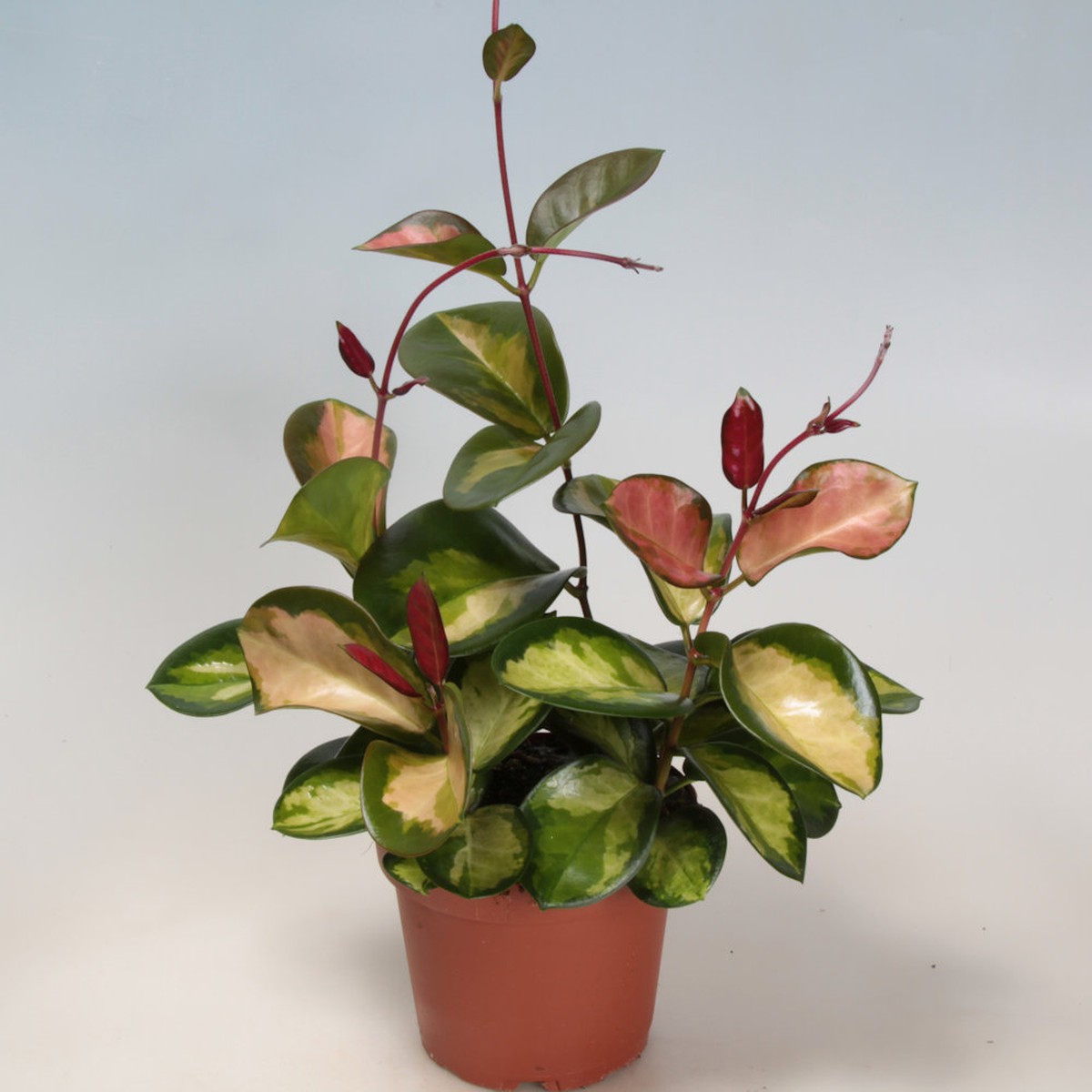   Hoya carnosa 'Tricolor'  Pot 12 cm