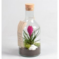   Bromelia Green bottle  15x30