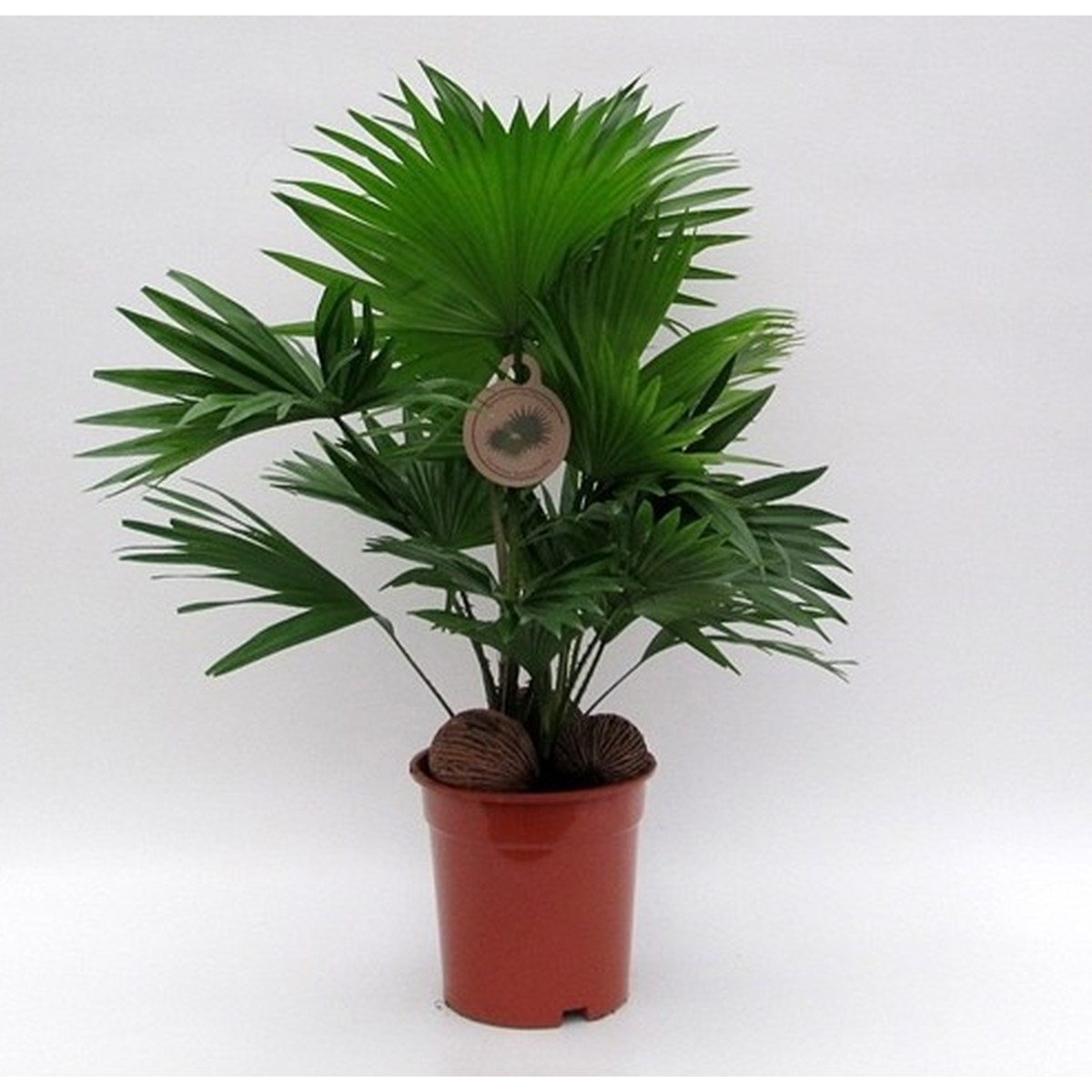   Livistona rotundifolia  Pot de 14 cm, kadulnoix