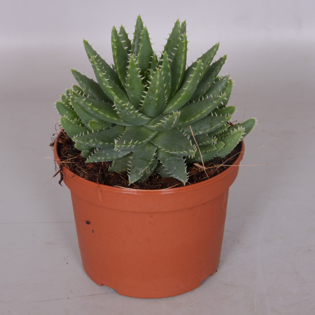   Aloe brevifolia  Pot 10.5 cm h20