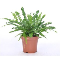   Nephrolepis 'Duffy'  Pot 12 cm h20