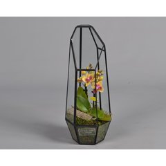   Phalaenopsis - arrangement  12x35