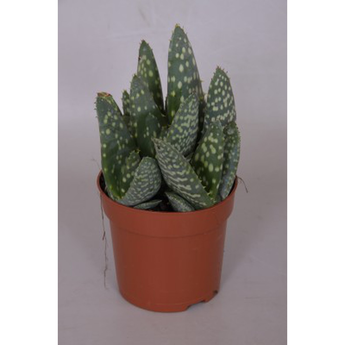 Cactes, Aloe paradisicum Pot 10.5 cm | Schilliger