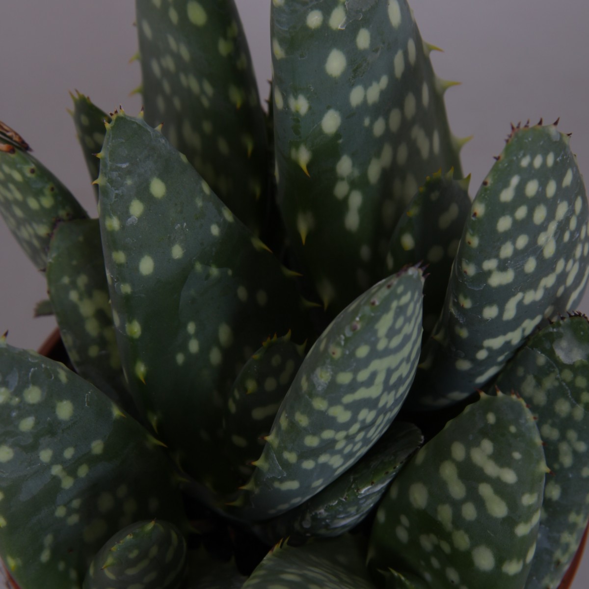 wie lange orchideen düngen Orchideen Dünger von Flora Boost für gesunde und blühende Pflanzen main image 1