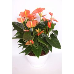   Anthurium andreanum 'Prince of Orange'  Pot 30 cm h65