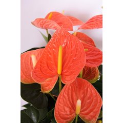   Anthurium andreanum 'Prince of Orange'  Pot 30 cm h65