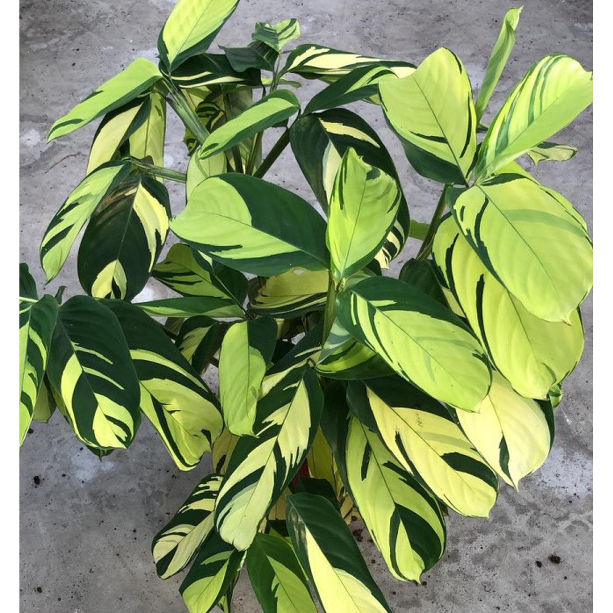 Slection, Calathea 'Gold Mosaic' Pot 19 cm h75 | Schilliger