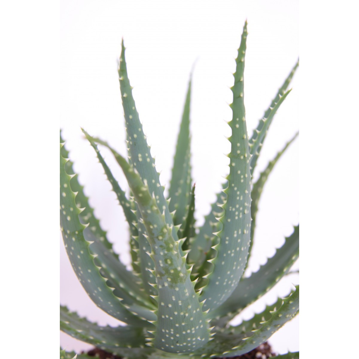   Aloe arborescens  Pot 15 cm h35