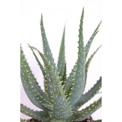   Aloe arborescens  Pot 15 cm h35