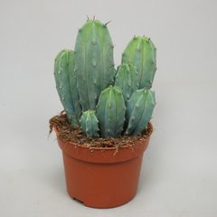   Myrtillocactus geometricans  Pot 12 cm h20
