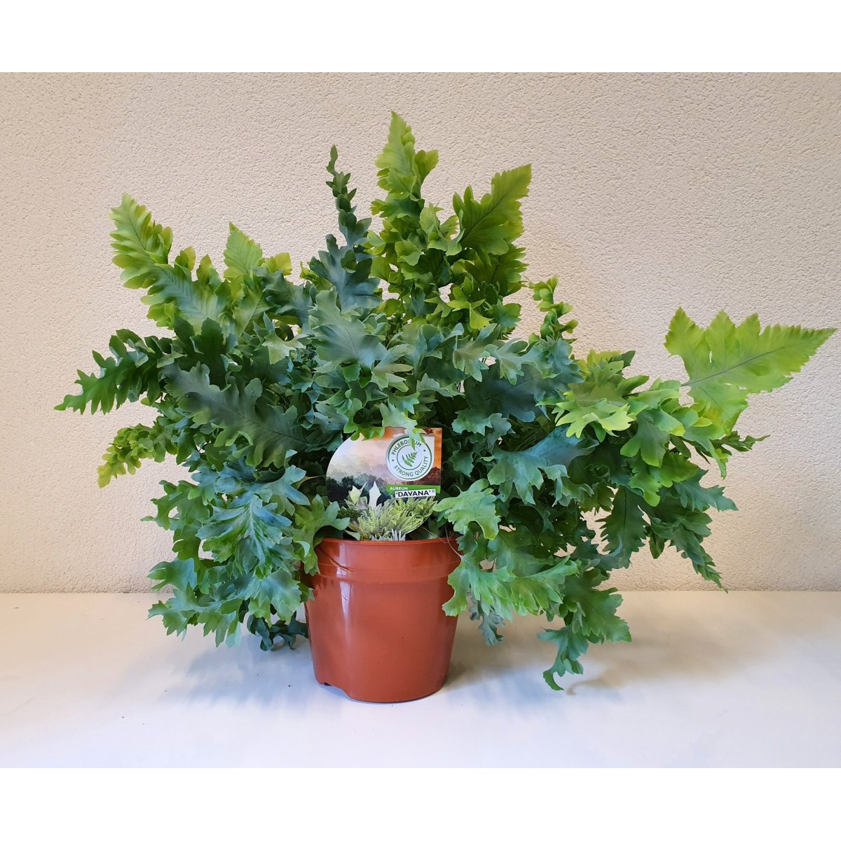   Phlebodium aureum 'Davana'  Pot de 17 cm h35
