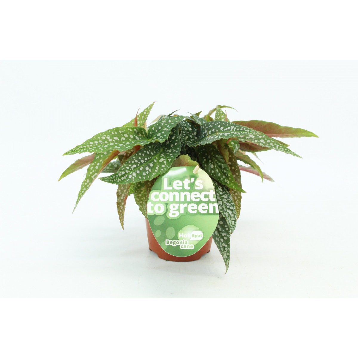  Begonia 'Hot spot'  Pot 12 cm