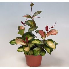   Hoya Tricolor Bordvare'  Pot 12cm h35
